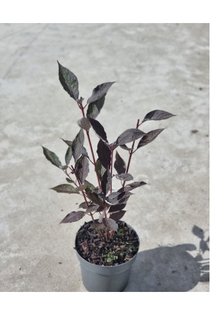 Дерен білий Nightfall у контейнері. 